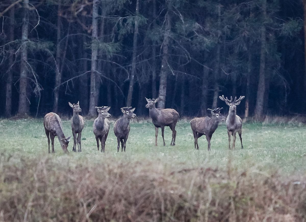 Száj- és körömfájás: a vizsgálatok azt mutatják, hogy a vadállomány mentes a vírustól