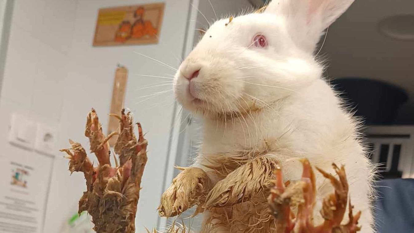 Borzalmas körülmények között töltötte a húsvétot az ajándék nyuszi