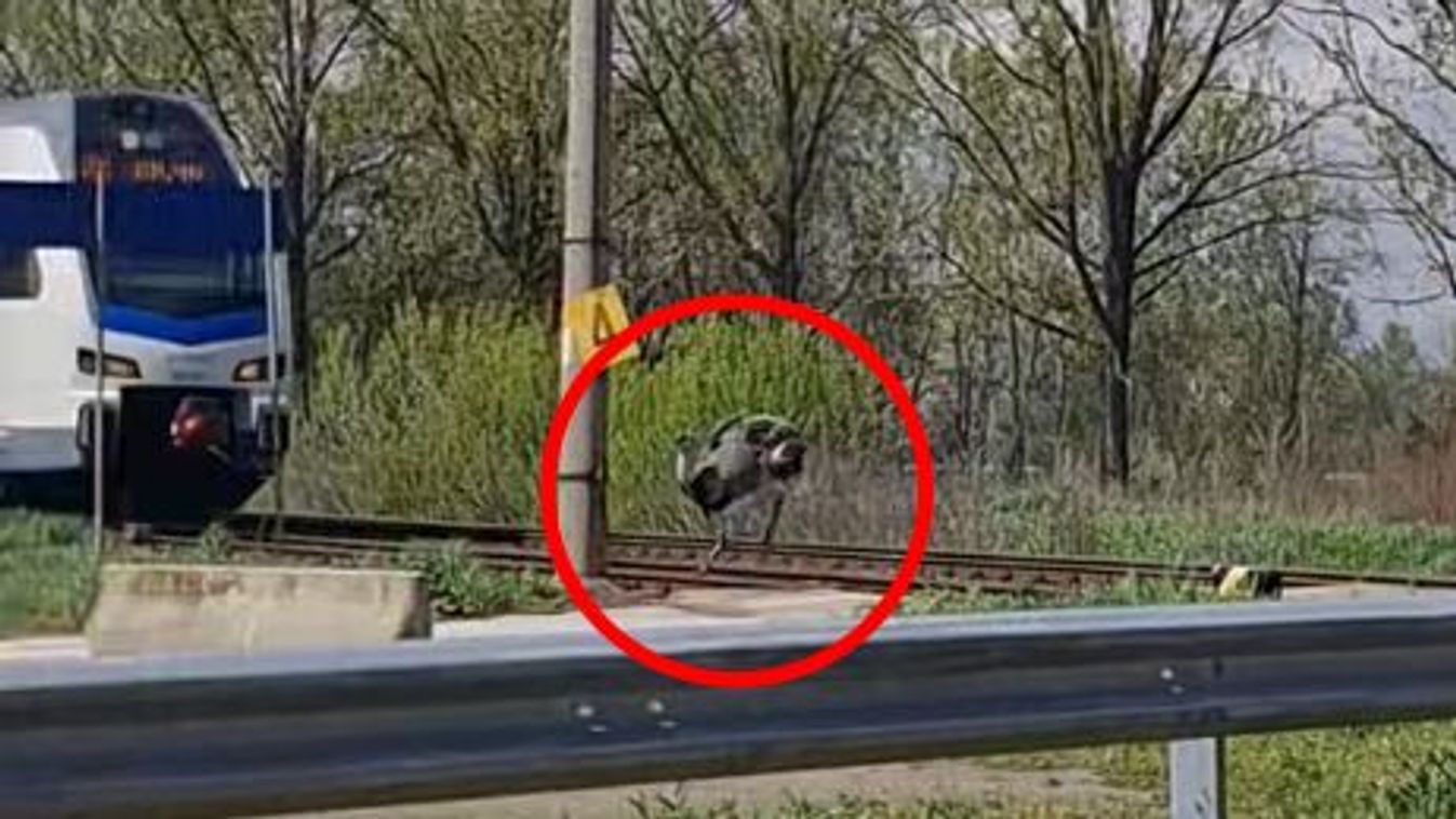 Erre senki sem számított: egzotikus madár keresztezte a vonat útját a magyar városban - videó