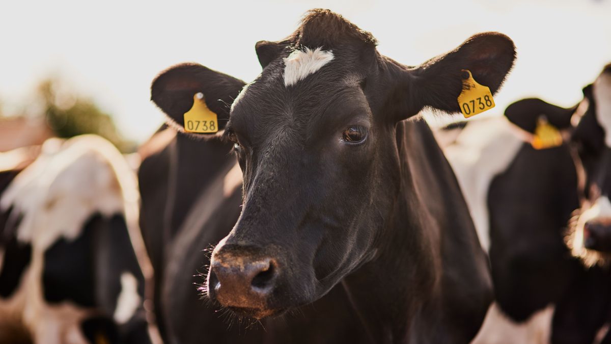 Cow,,Cattle,And,Animal,With,Tag,For,Livestock,,Agriculture,Or