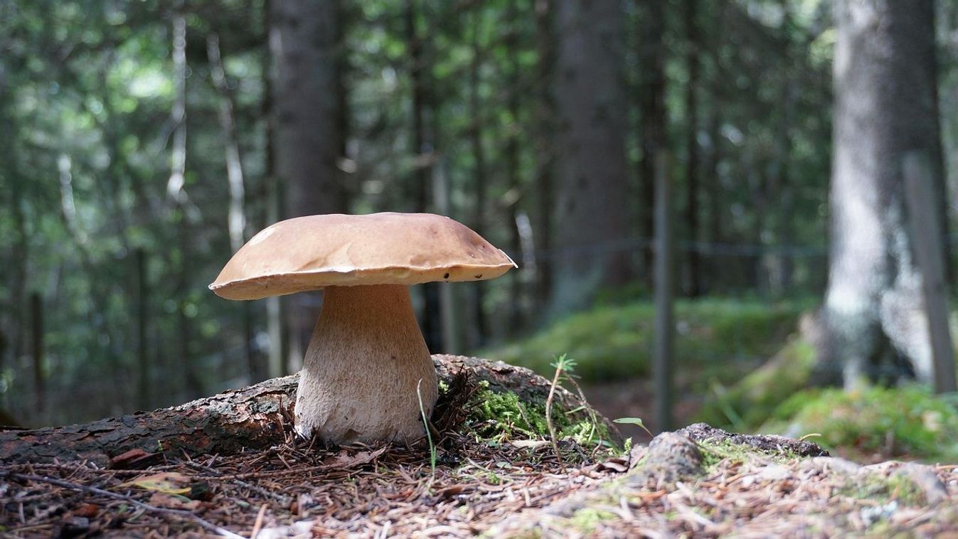 Gombák, titkok, történelem – mit rejt a múlt?