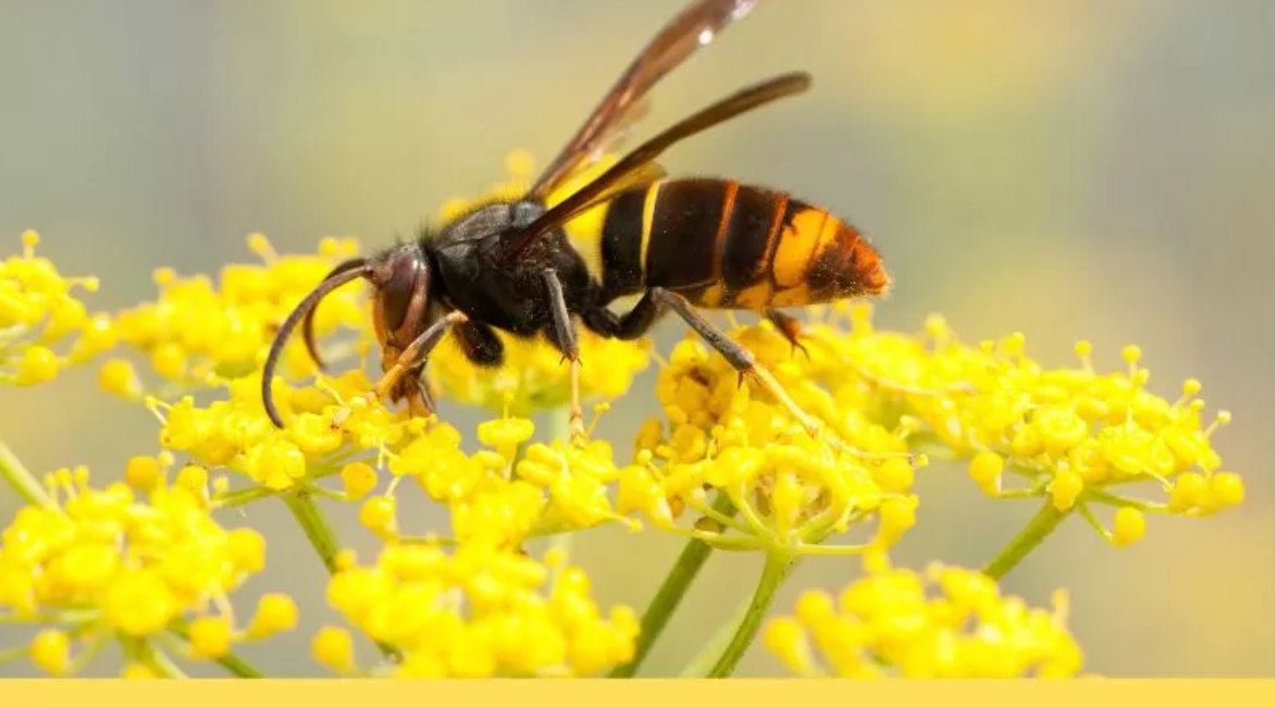 Ázsiai lódarázs: a veszedelmes rovar aktívan vadászik házi méhekre, egyetlen kolónia akár több tízezer méhet is elpusztítha