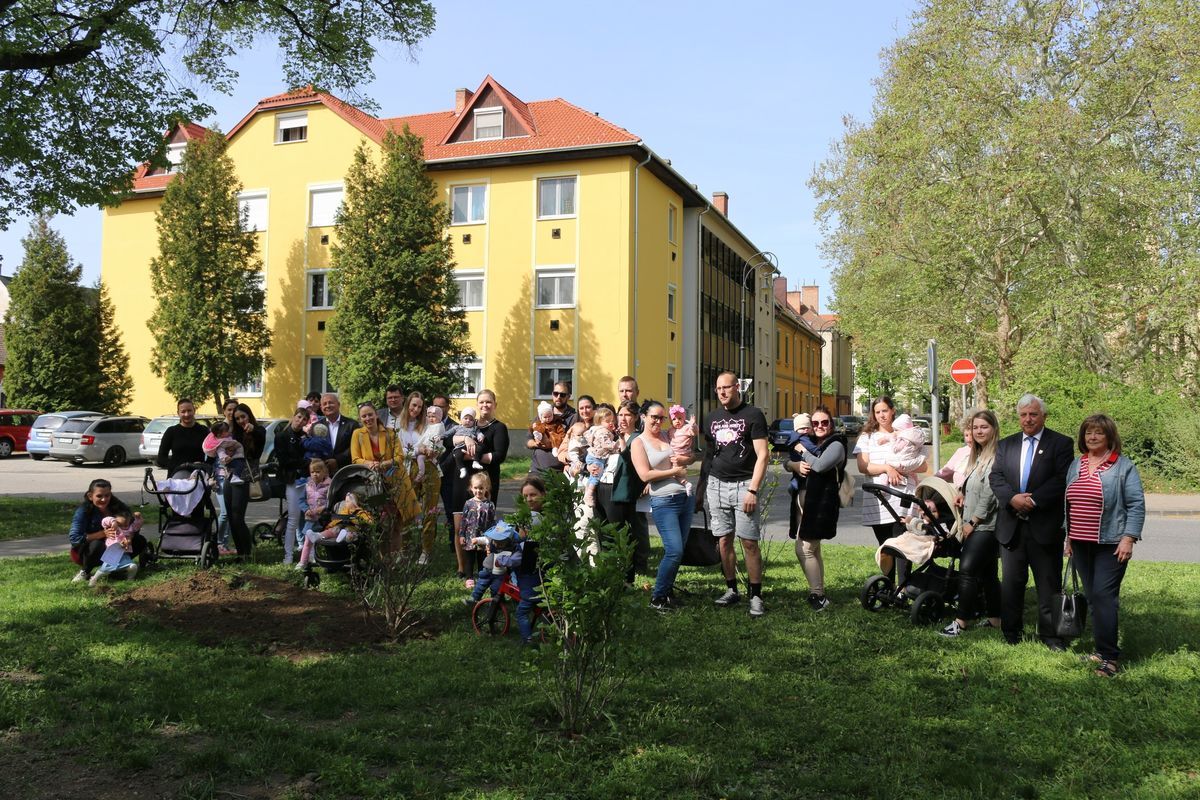 Születés fája: örök emlék a gyermekeknek