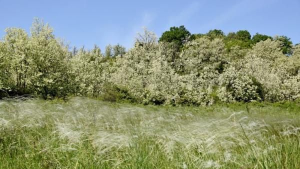 pollen