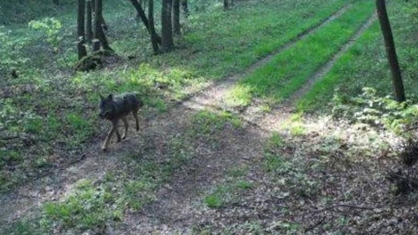 Egymást érik a farkasészlelések Burgenlandban - már több fotó is készült az állatról