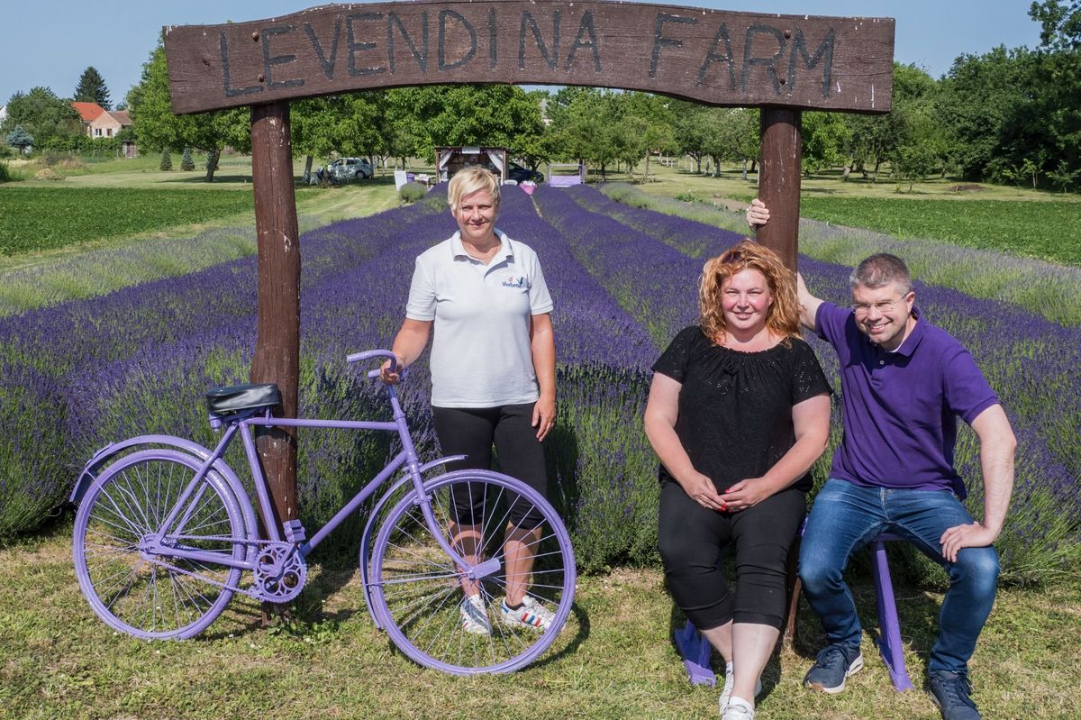 levendulafarm