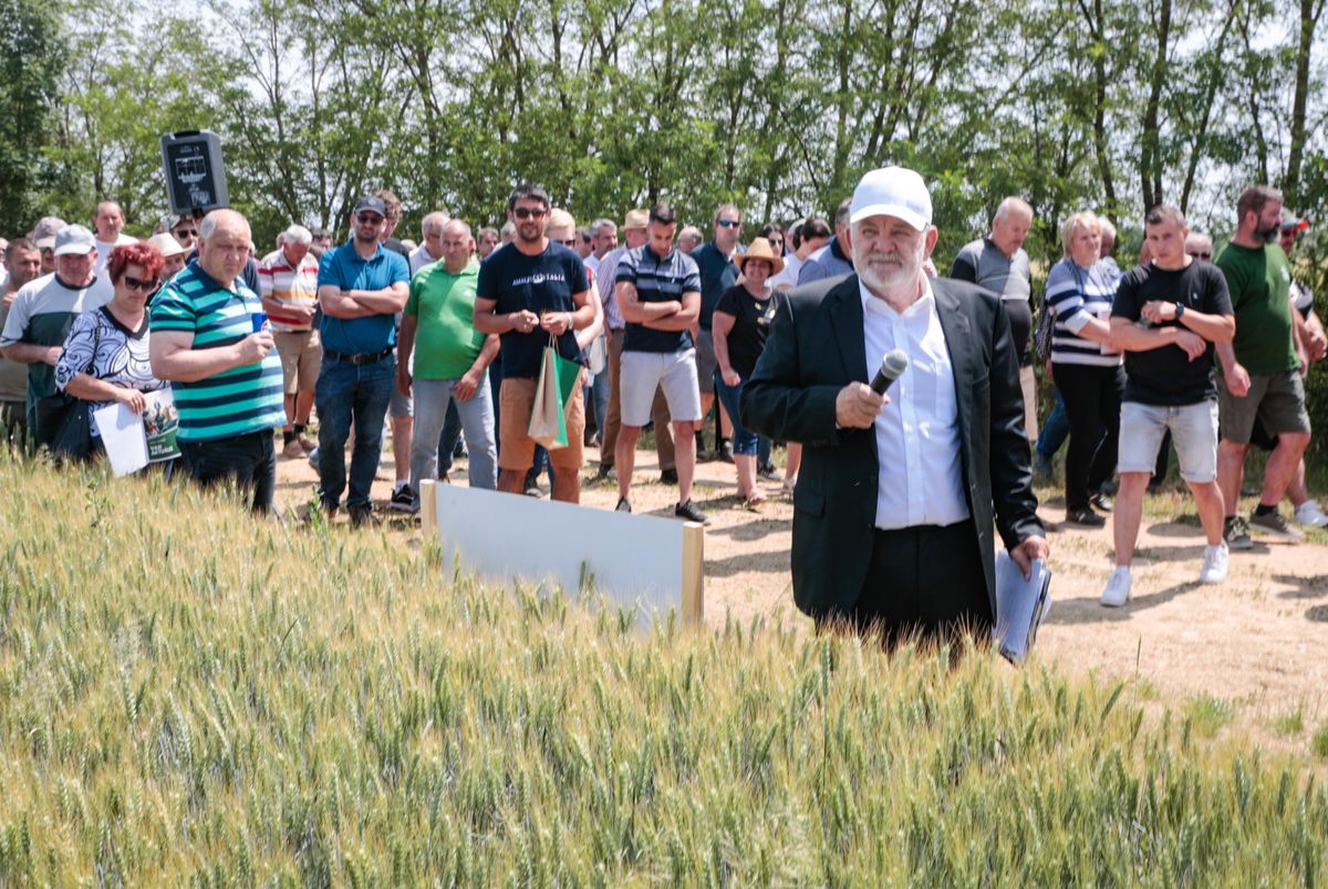 Dr. Pusztavámi Márton az őszi búza fajtabemuztatón