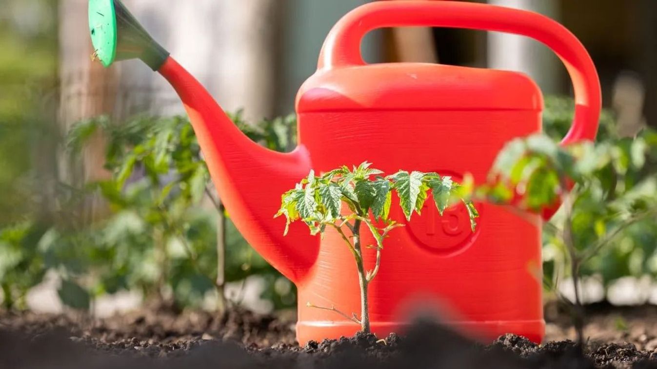 Így kell öntözni: hatékony praktikák a paprika és paradicsom bőséges terméséért