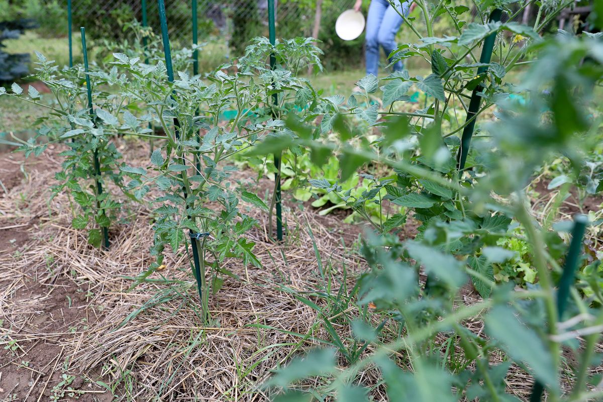 A palánta betegségei kellő odafigyeléssel megelpzhetőek