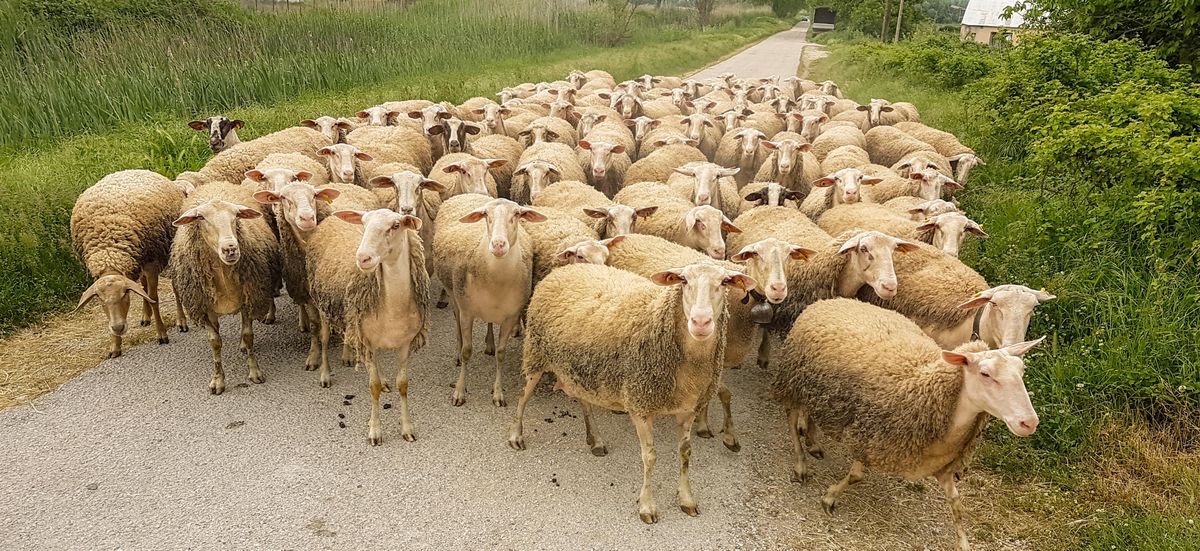 Nyugat-Európában intenzíven terjed a kéknyelv-betegség