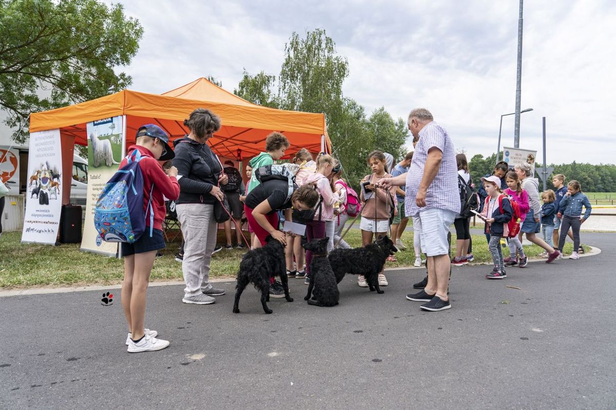 A Nádasdy Fesztiválon a magyar kutyafajtákkal is megismerkedhetünk