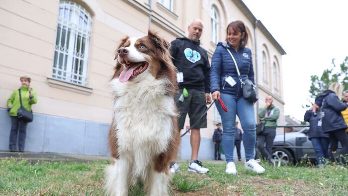 Sárvári tárgyalás az osztrák állatkínzó ügyében és demonstráció