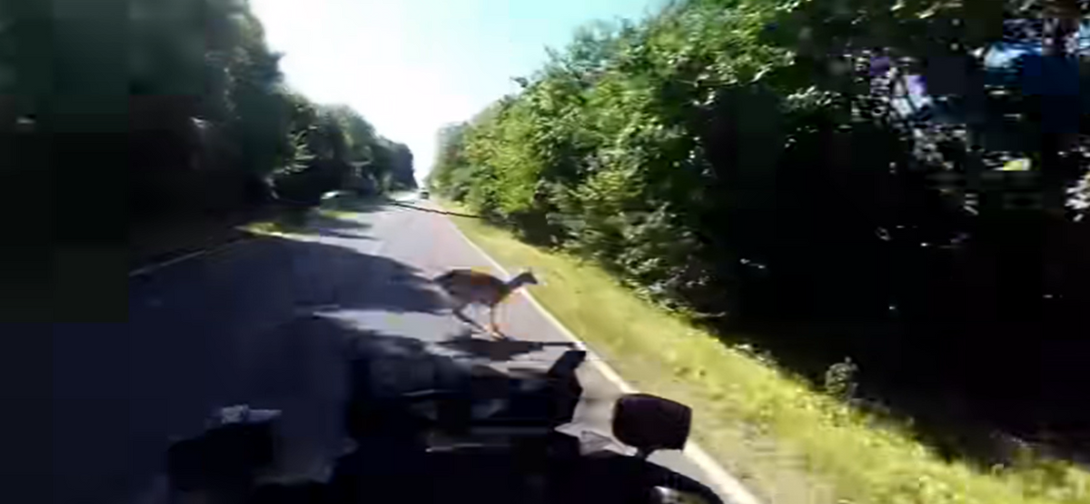 Majdnem vadbaleset történt a motoros rendőrrel.
