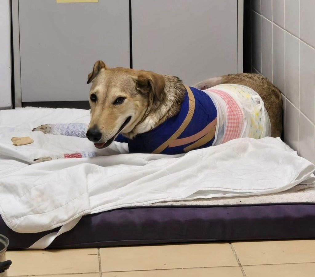 Rozi kutya gyógyul, sírós videó készült róla