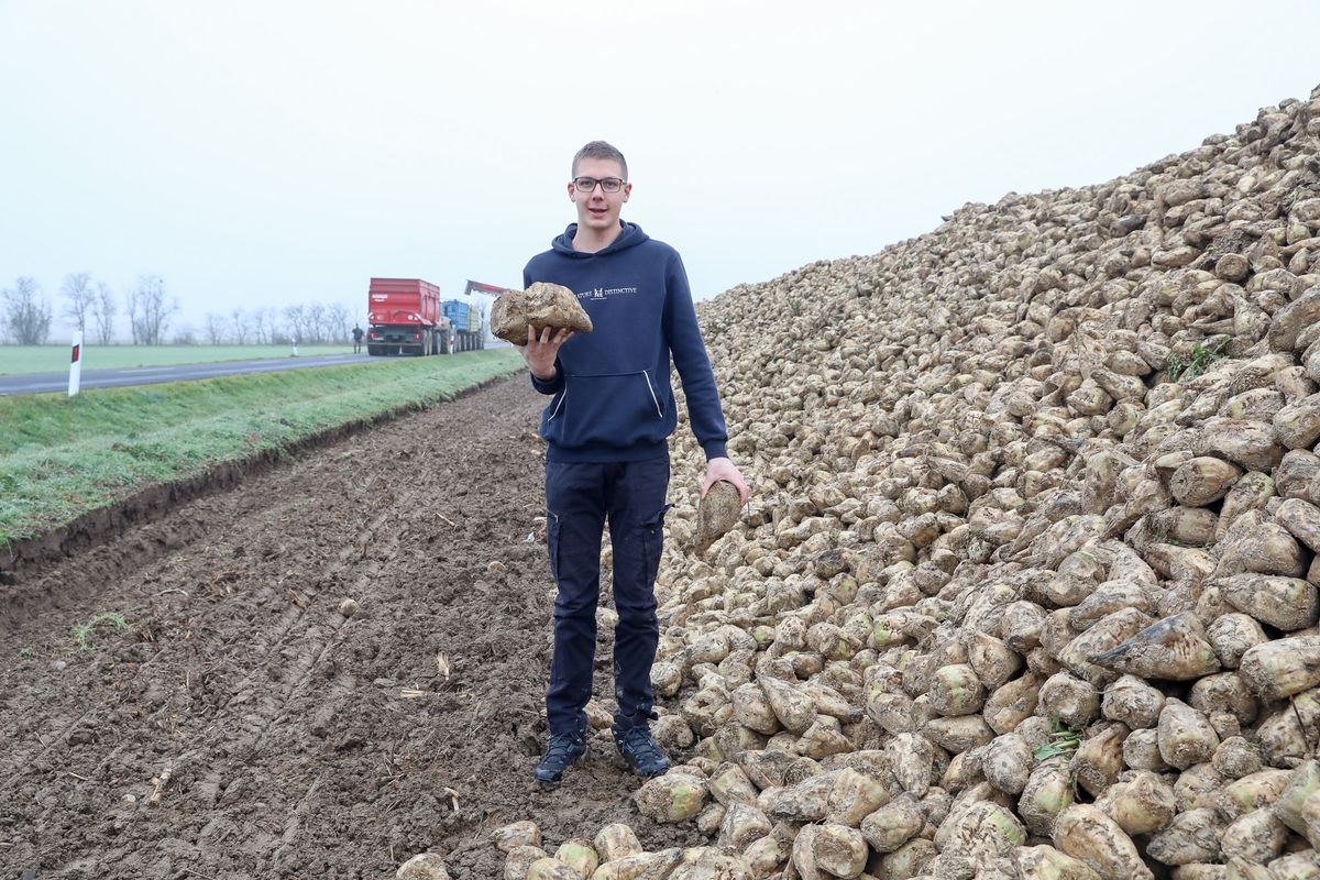 Marlovics László a cukorrépa elszállításakor mutatja: méretesre nőttek a gumók