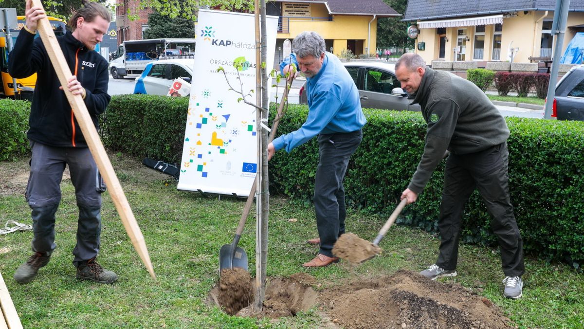 Szentgotthárdi fásítás: harminc új fa a Rába-parti városban