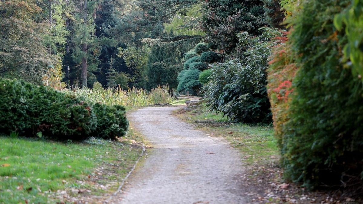 Különleges növénnyel bővült a Kámoni Arborétum