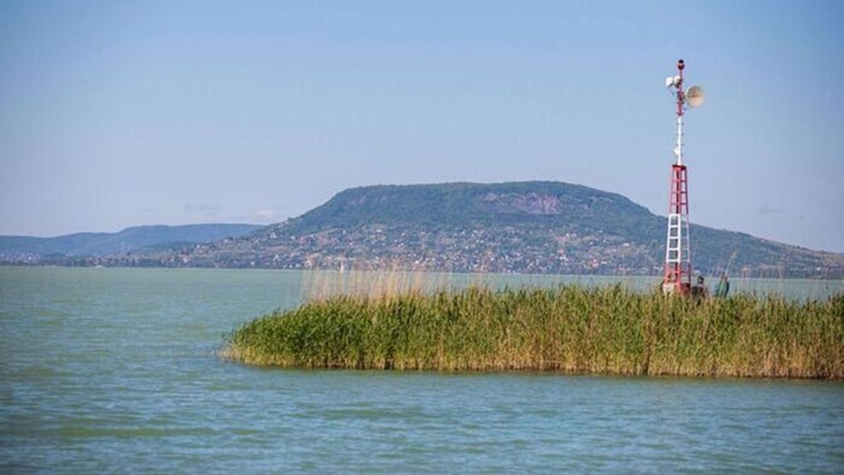 Fekete foltos betegség terjed a Balatonban, ez a parazita felelős érte