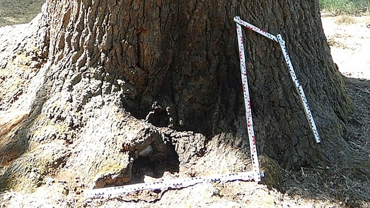 Felakart gyújtani egy matuzsálem korú tölgyfát egy ámokfutó Nagykőrösön