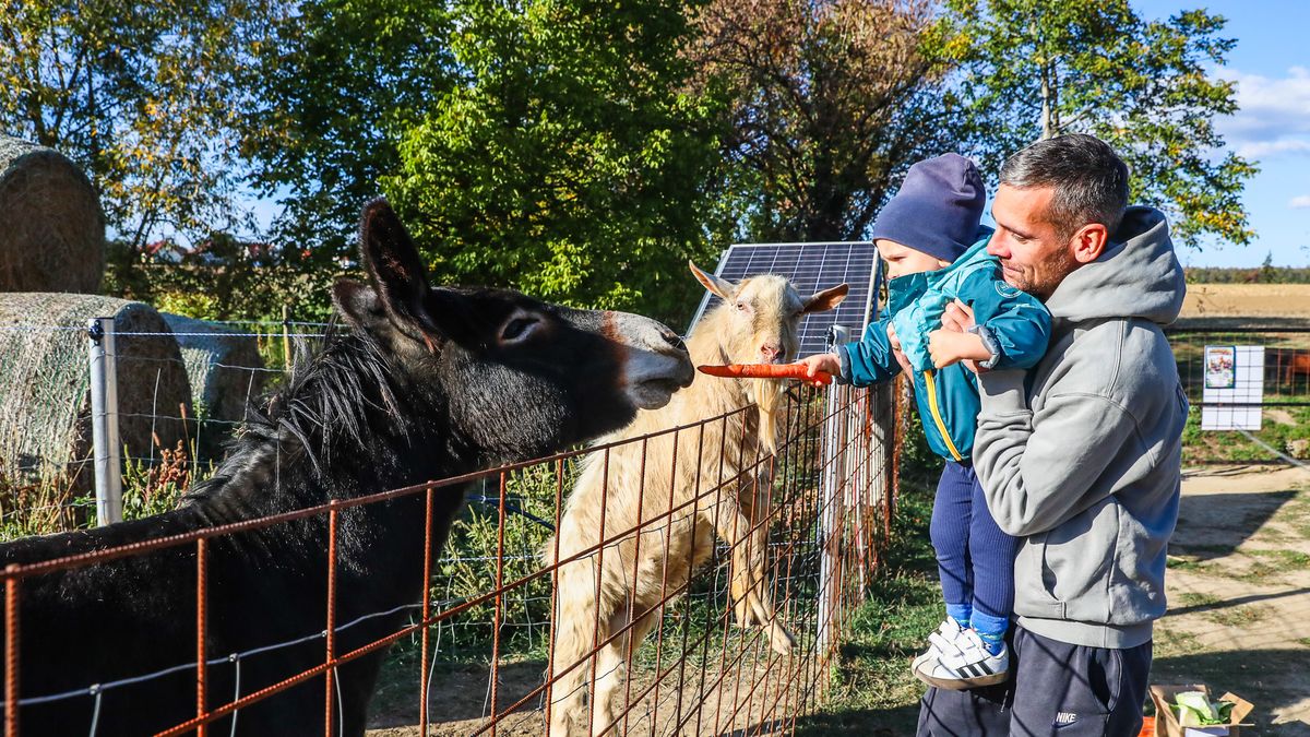 Meglátogattuk Židazoo lakóit: a horvátzsidányi állatsimogató 0–24 óráig várja a családokat