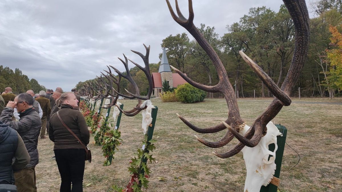 Trófeaszemle a Farkas-erdőben: a legidőseb állaté 11,64 kilogrammot nyomott